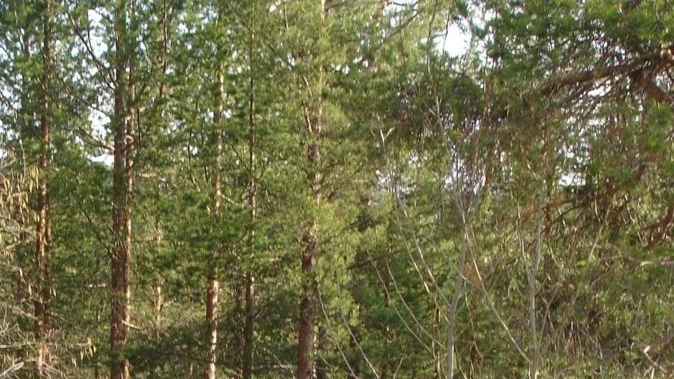 Skogen innan.