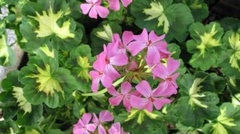 Pelargonen finns i cirka 5 000 sorter, men antalet växer hela tiden.