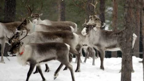 Cirka 2 500 renar vinterbetar i Jävretrakten och på Pitholmsheden. Ett vinterbete som skapat en schism mellan markägare och renägare.