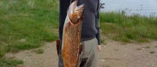 Riktigt stora, stora och små fiskar