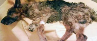 Vanvårdad hund fick avlivas