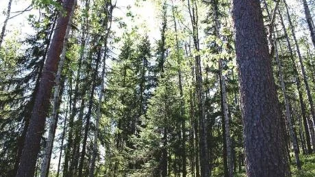 HOTAD SKOG. Enligt SNF har aningslösa norrbottniska politiker i 12 av de 14 kommunerna gått i skogsindustrins lobbyfälla när de skrivit på den så kallade Norrbottensdeklarationen.  Foto: INGELA RASIMUS