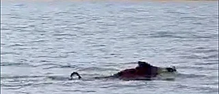 Gäddfiskaren Johans udda möte med jättegalten: "Trodde det var en älg!" • Se chockmötet under fisketuren här