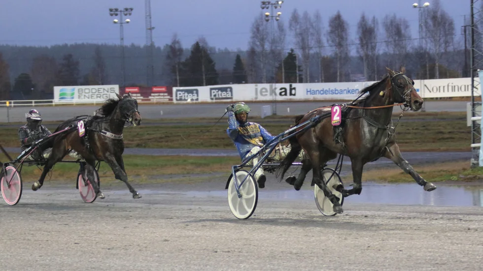 3-årige Macho Man utklassar motståndet i Bodentravets 3-årsfinal med hela 100 000 kronor i förstapris. Ekipaget spurtade ned favoriten Last Dying Breath som tidigare inte förlorat på hemmabanan.