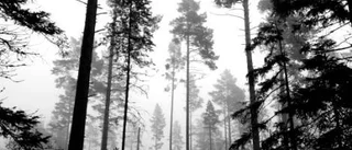 Urmoderns önskan