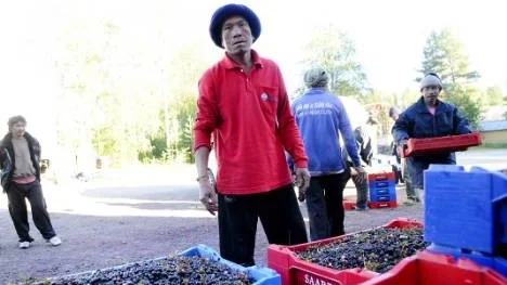 Loung Sidala säljer sina blåbär vid elevhemmet i Moskosel och har sin egentliga bostad i Fredrika, 30 mil bort. De arbetar från tidig morgon till sen kväll, sedan sover de i bilarna i skogen. "Helst vill jag bo här, men jag har inte plats att övernatta", säger han.