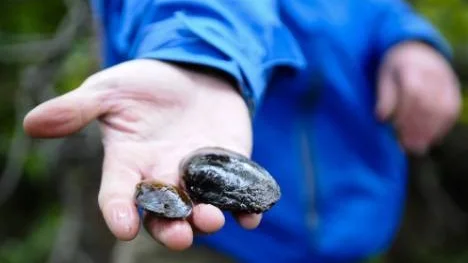 Länsstyrelsen i Norrbotten har hittat flodpärlmusslor i Byskeälven, tio kilometer nedströms från Saltmyrans torvtäkt. Om älven slammar igen kan djuren dö. "Flodpärlmusslorna tål inte om det kommer ut mycket partiklar i vattnet", säger Sofia Perä på Länsstyrelsen i Norrbottens miljöanalysenhet.