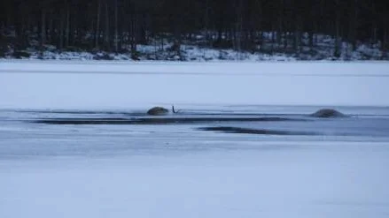 Älgarnas vandring över sundet slutade i döden i en isvak. Djuren får enligt lag inte användas till människoföda.