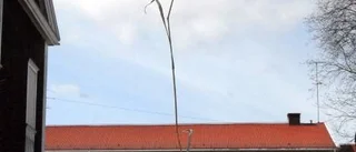 Halmstrået som ger skolan hopp