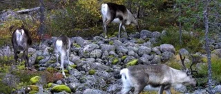 Samebyar vill att 208 rovdjur avlivas