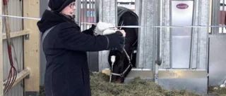 Ny hästanläggning invigd på Grans