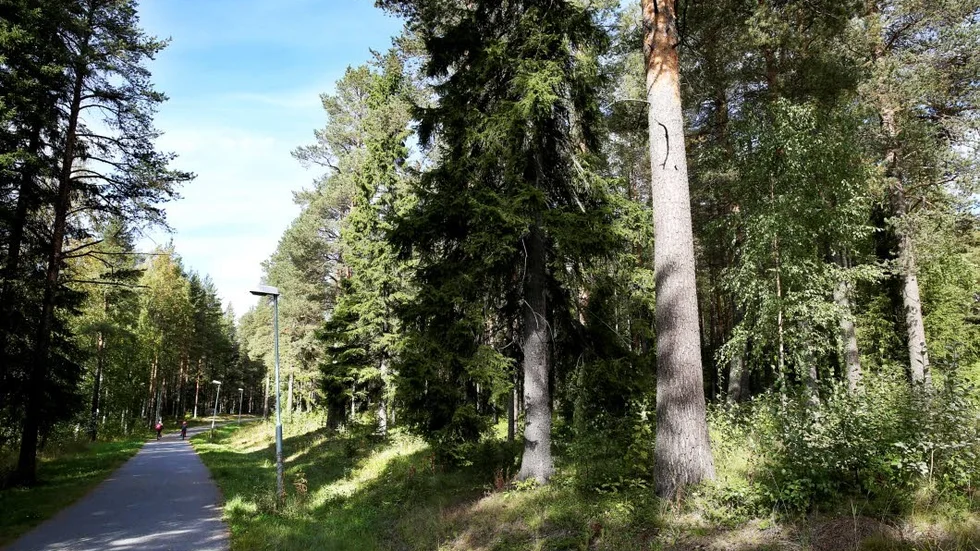 Skogsplätt. En av de fyra "färdiga" byggplaner som Lulebo fått av kommunen. Ett litet skogsparti på Regnvägen på Björkskatan som Lulebo uttryckt intresse för men som man inte fått något klart besked om.