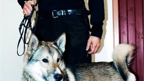 VANN. Jaktfjäderns Bas har utsetts till bästa laikahund. Här poserar han med sin stolta ägare Emil Nyström.