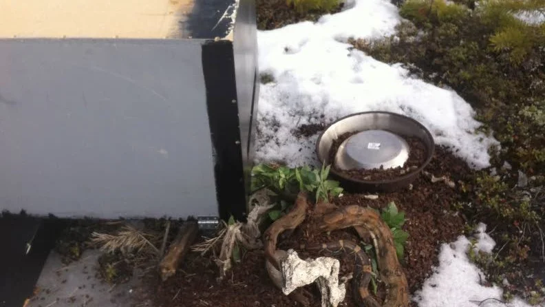 Ormen låg död utanför sitt terrarium bland
