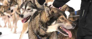 Hundarna trotsade påskvärmen när Kiruna-föraren vann SM