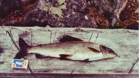 FIN HARR. Den vägde 910 gram och drogs upp av Ethel Landström, Överkalix i Kalixälven.