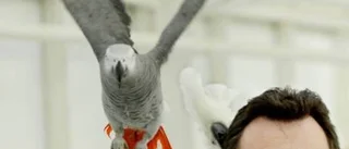 Vingklippt pippi kan flyga ändå