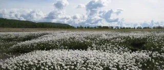 Dagens väderbild