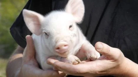 Han står för framtidens bioenergi. Björn Olofssons lilla gris är nyckeln till den produktion av biogas grisbonden och 18 andra lantbrukare vill etablera i Infjärden.