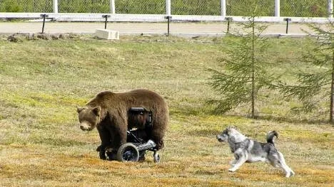 28 jägare tog chansen att testa sina hundar på Permobjörnen på hundkapplöpningsbanan i Kanis. En tapper jämthund gjorde sitt yttersta för att få stopp på den.
