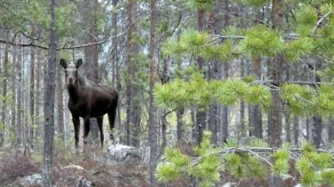 Naturligt möte vid Vistån.