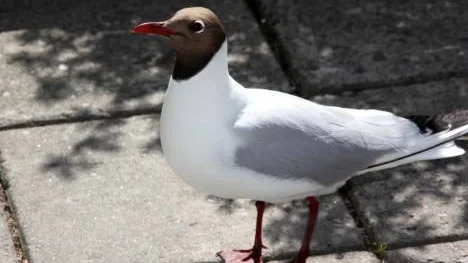 "Det finns folk som passerat här utanför och trott att Boje, som jämt sitter här, är uppstoppad".