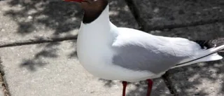 Det mås gott när Torgnys kompis blir korvstoppad