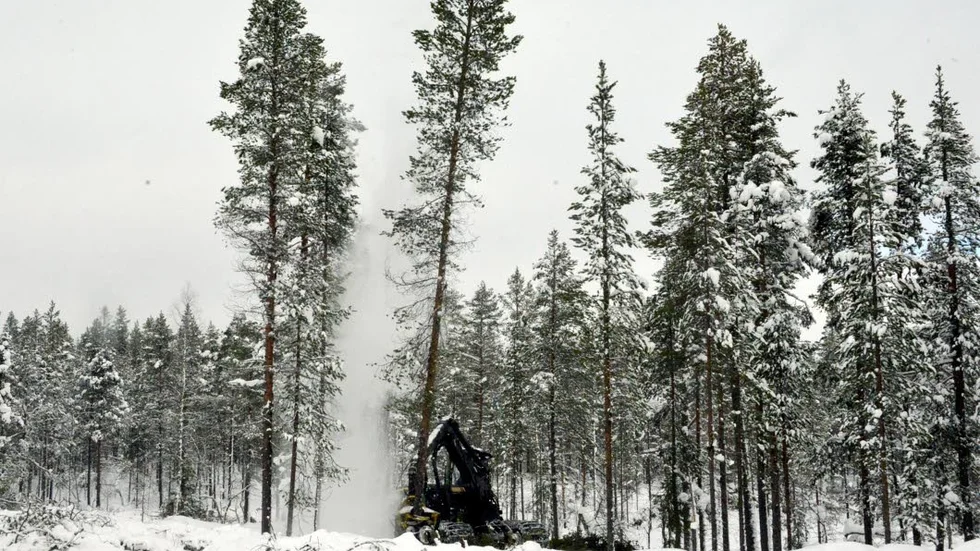 Rennäringen vägde tyngst. Skogsnäringen vill sänka den lägsta slutavverkningsåldern i norra Sverige. Skogsstyrelsen håller med i sak - men menar att rennäringen väger tyngre.  (Arkivbild)