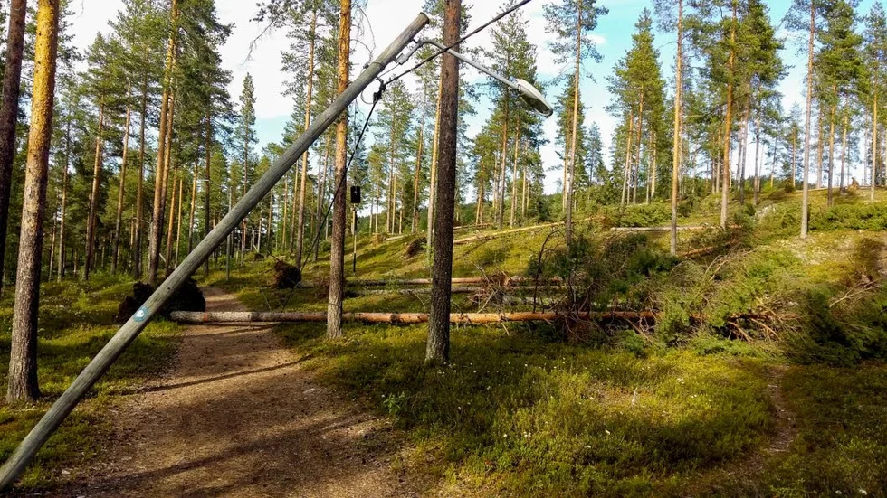 Röjt. De stormfällda träden på Åsen i Älvsbyn röjdes bort i lördags. Nu kan alla röra sig på motionsspåret utan risk.