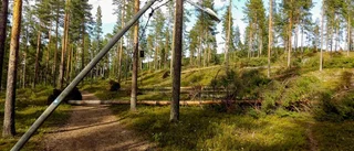 Motionsspåret är röjt