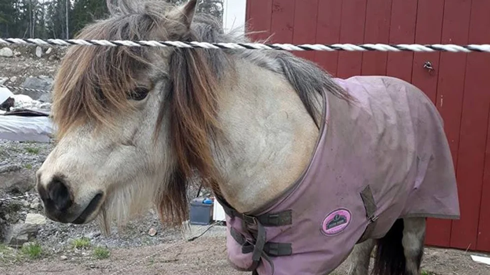 Shetlandsponnyn som rymde är 11 år och heter Rosenbergs Roxette, berättar ägaren.