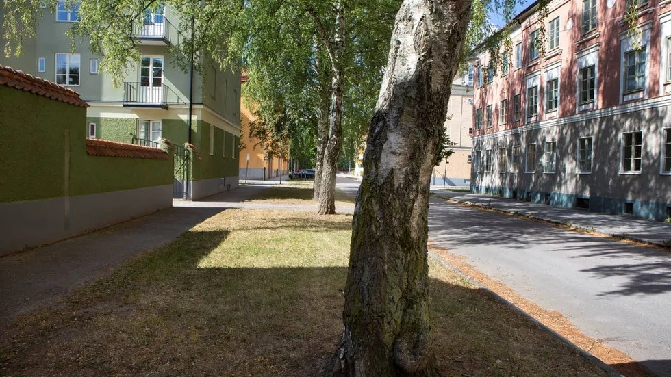 Träden utanför Sören Edströms hus får stå kvar.