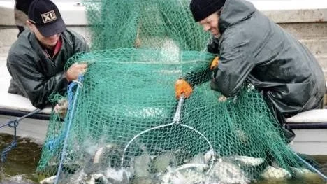 Kent Mattsson och Mikael Andersson tar upp oönskad fisk.