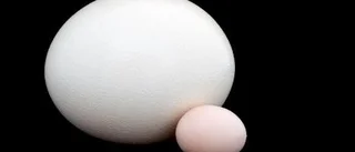 3 äggstra smarta fakta