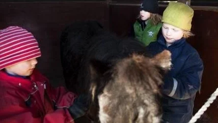 Matti Hellblom, 5 år, Sebastian Söderqvist, snart 8 år och Benjamin Hellblom, 8 år, pysslar om ponnyn Nikita på Årsta 4H-gård.