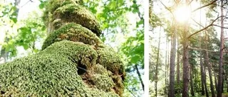 Stress minskar i naturen