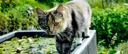 Katter på vift med vilje