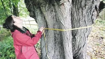 376 centimeter i omkrets mätte Nina Söderström den här linden vid Noors slott.