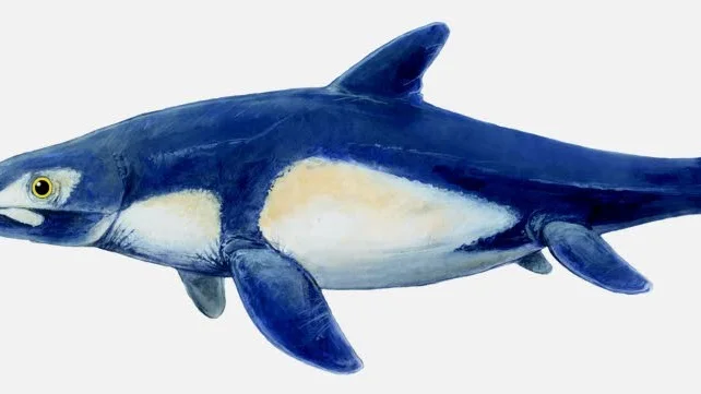 Ishthyosaurerna var en slags fisködlor, som levde i haven under den geologiska tidsåldern jura. Så här kunde en ishthyosaur ha sett ut.