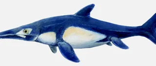 Ikoniska fisködlan var varmblodig