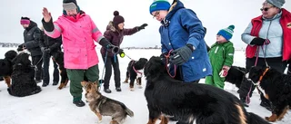 Lycka är en hund på isen
