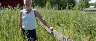 Fåren lämnades inte i fred – nu är de borta