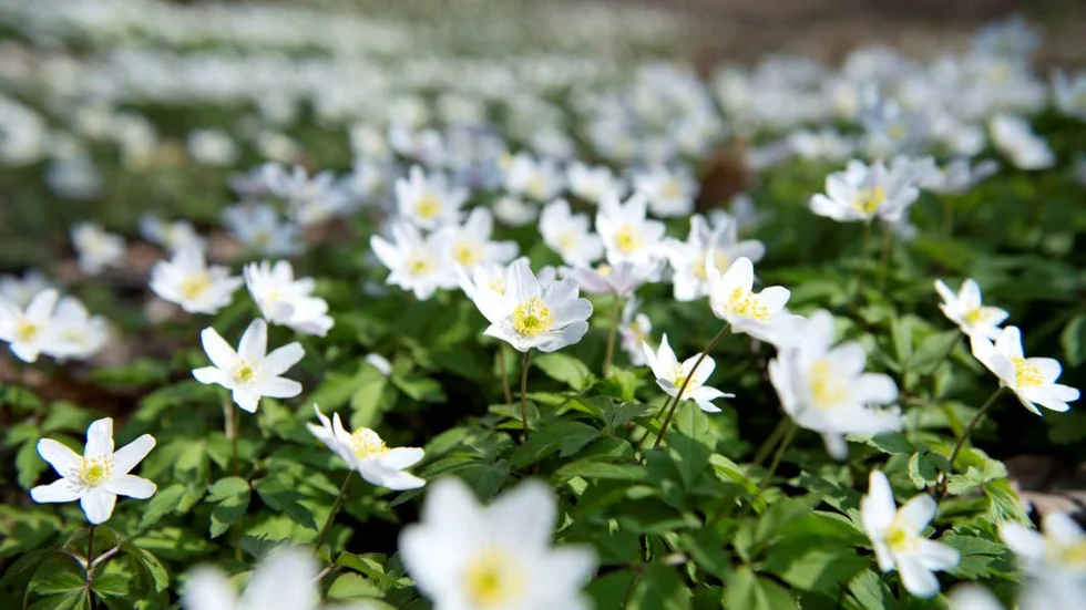 Sippa. Vitsippan tillhör släktet Anemone. I både tyskan och engelskan kallas vitsippan skogsanemon - Waldanemone resp wood anemone.