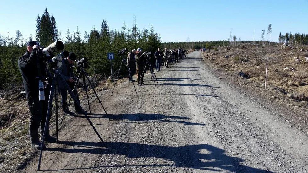 Fågelskådare från hela landet har samlats på knypplanvägen för att få en skymt av den unika besökaren.