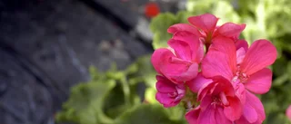 Gamlas blommor stjäls