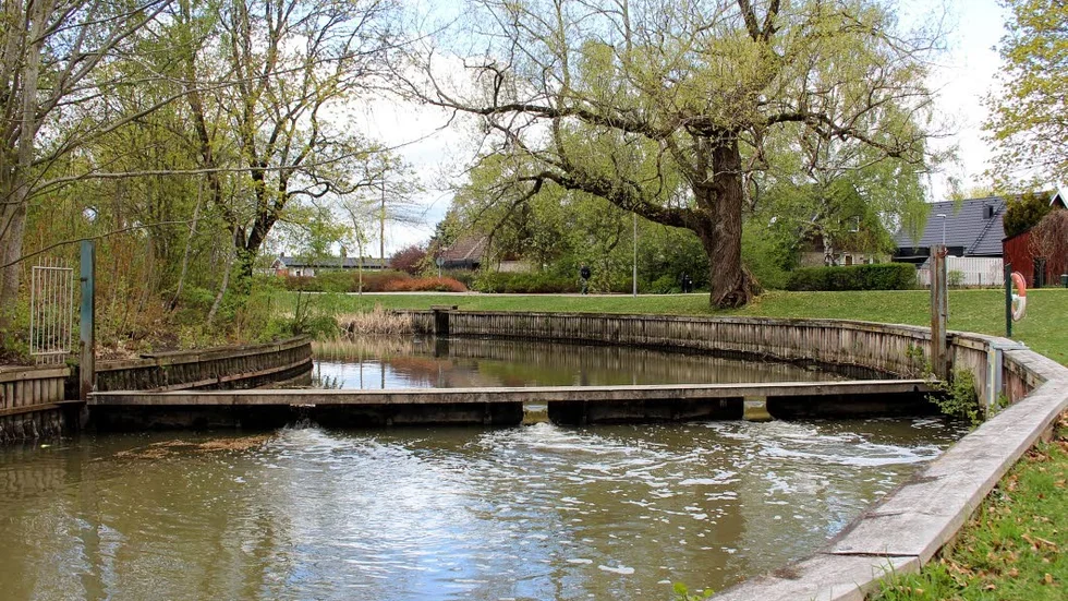 Dämmet i Enköping är enligt den nya miljölagstiftningen olagligt då det inte ger fisk och vattenlevande djur möjlighet att vandra uppströms i ån.