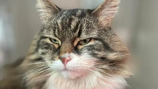 Katten Ludis har hittat hem igen.