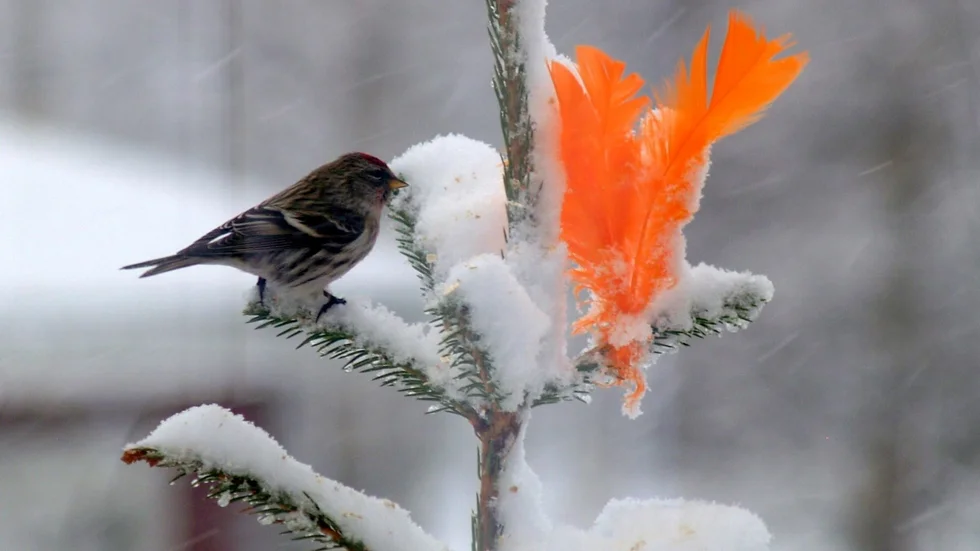 Gråsiskan som ibland stannar över vintern har det ändå tufft i nordanvinden och snöfallet. Men den lilla siskan vet att bättre tider stundar. 