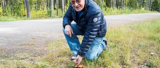 Tipset till nybörjaren: Plocka smörsopp!