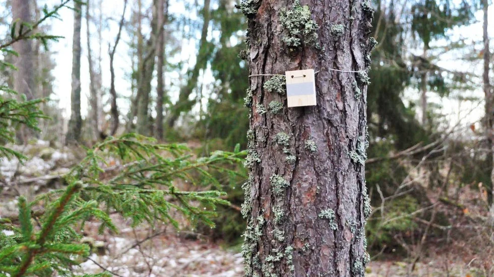 Natur. Reflexerna sitter olika långt ifrån varandra och ibland kan de vara lite kluriga att hitta.